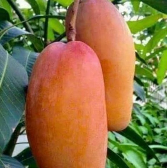 Meet your Posher, Tamara - Picture 1 of 1